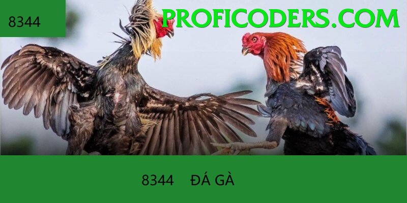 Đá Gà Trực Tiếp - Trải nghiệm tuyệt vời